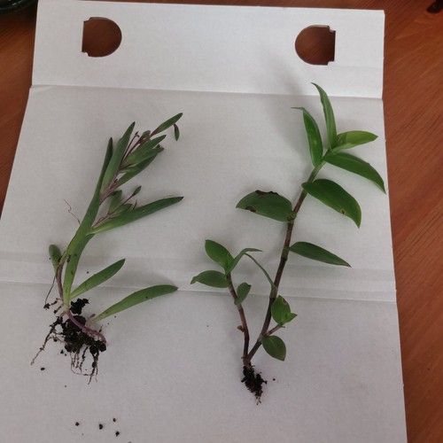 Rooted cutting plants - cutting, –