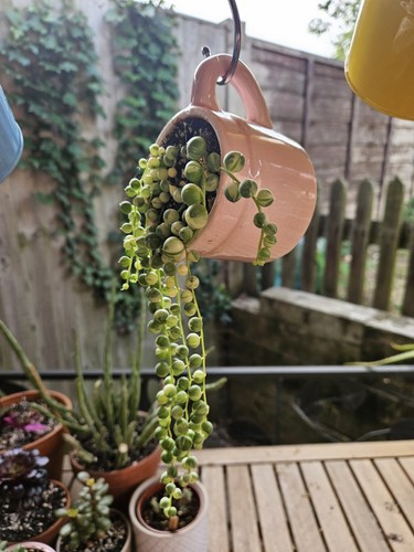 Succulent string bundle - string,