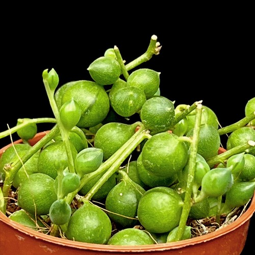Senecio rowleyanus string - senecio, of