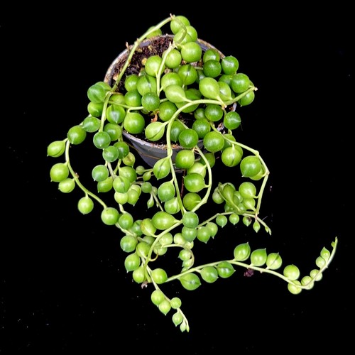 Senecio rowleyanus string of - rowleyanus,