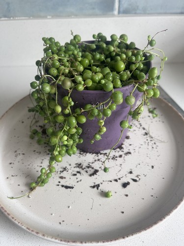 Senecio string pearls - of,