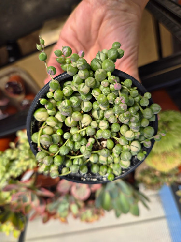 Senecio string pearls - senecio, of