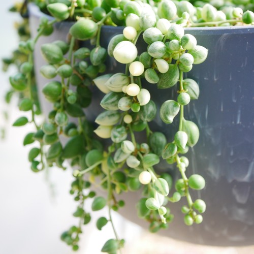 Variegated string pearls - 3x, of