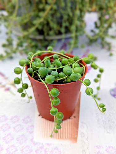 Senecio rowleyanus string - string, of