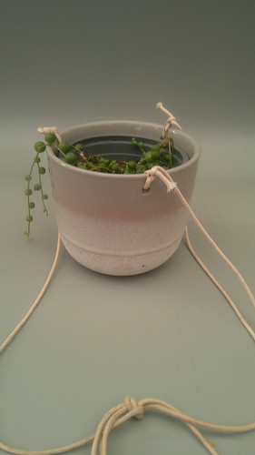 Senecio rowleyanus string of - rowleyanus,