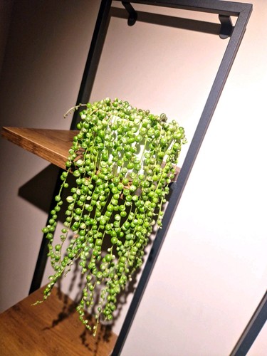 String pearls variegated - string,