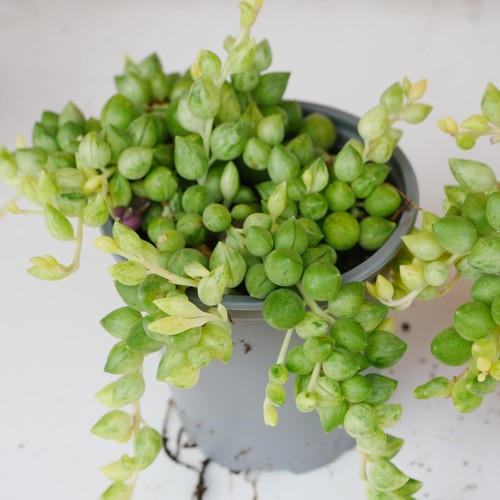 Variegated string tears 9cm - variegated, of