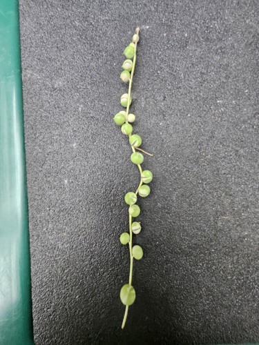 String pearls variegated - string, of