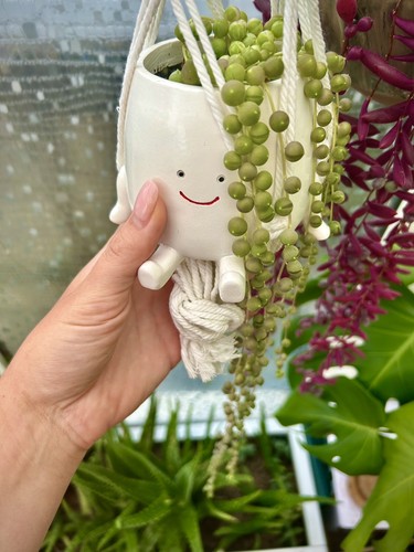 Cutting succulent - cm,