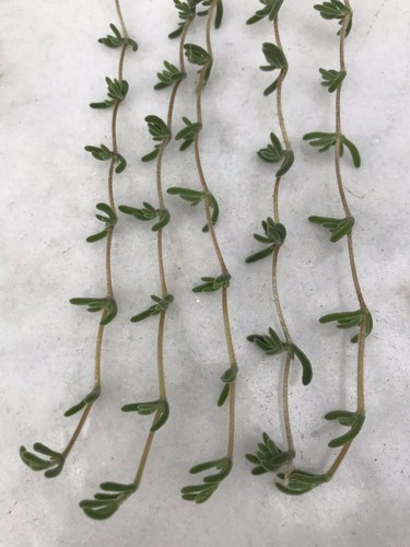 Real hanging succulent - real,