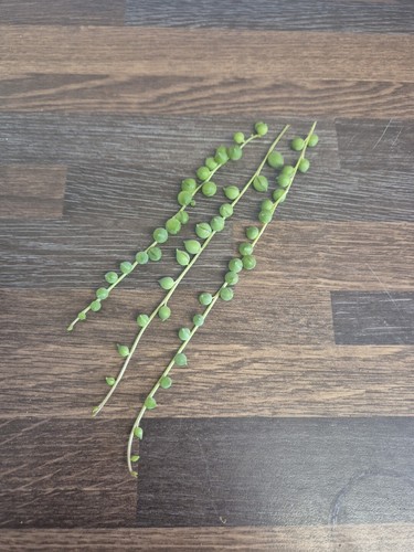 String pearls 12cm - string,