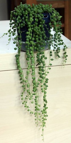 Senecio rowleyanus