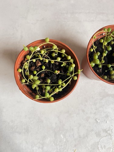 String pearls senecio - pearls,