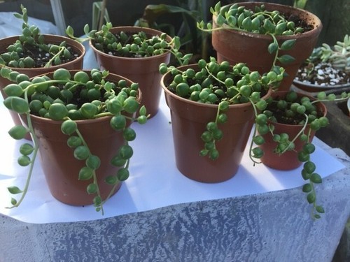 Senecio rowleyanus string - senecio, of