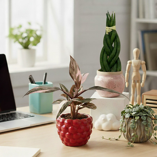 6cm desk buddy - buddy,