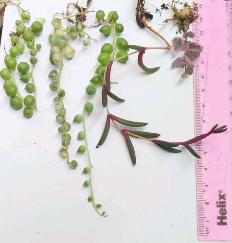 Stringed succulents 5 - stringed,