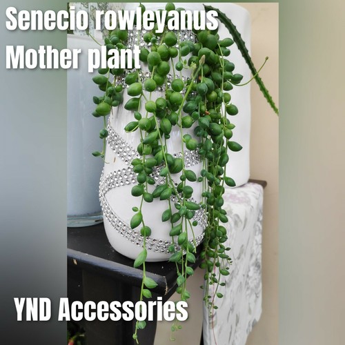 Senecio rowleyanus string - 2, of
