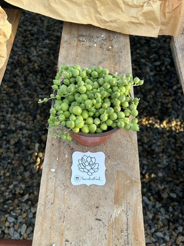 String pearls senecio - of,