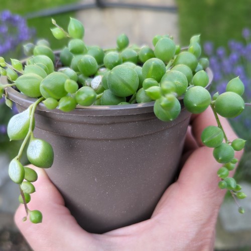 Senecio rowleyanus string - rowleyanus, "string