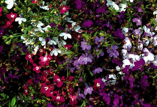 250 lobelia string - string, pearls