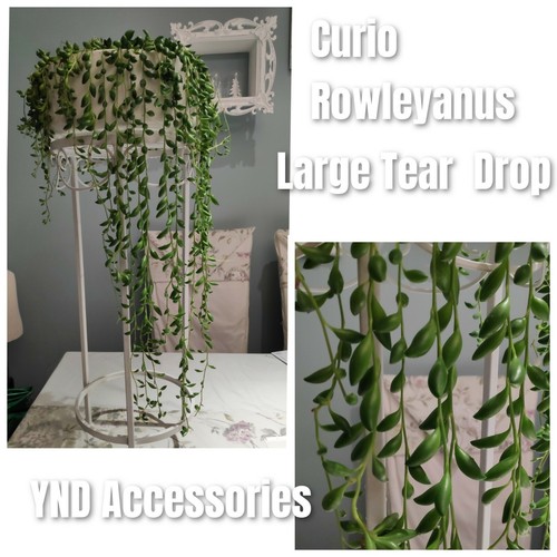 Rare curio rowleyanus string - rare,