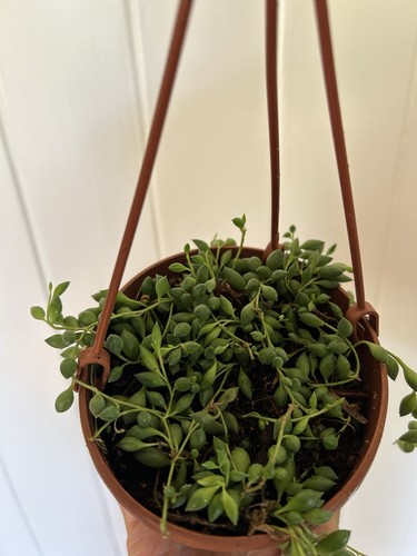 String pearls plant - string, of