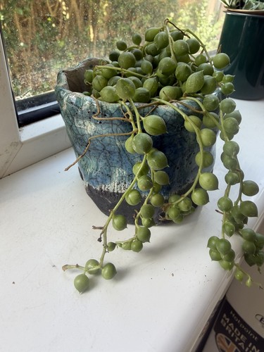 String pearls - pearls, (senecio)