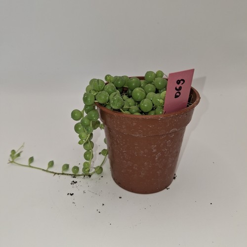 String pearls senecio - string,
