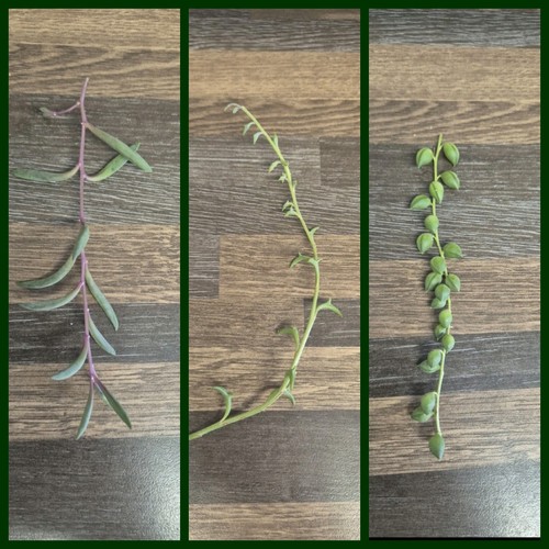 Senecio bundle string of - 3x, |