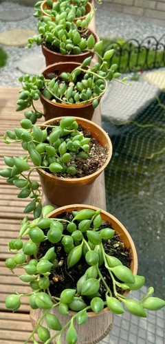 Senecio rowleyanus string - senecio,