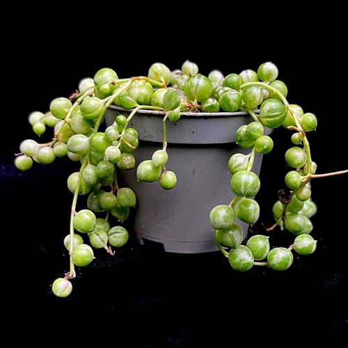 Senecio rowleyanus variegata - senecio,