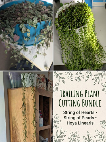 Trailing plant cuttings - trailing,
