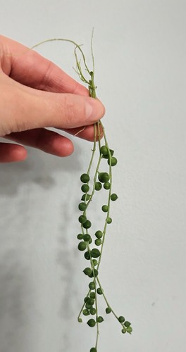 String pearls rooted - string, of