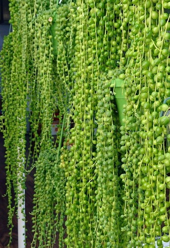 Senecio rowleyanus - ,