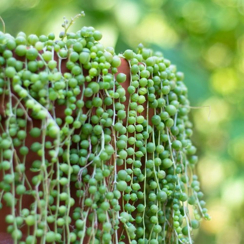 Senecio rowleyanus string - senecio,