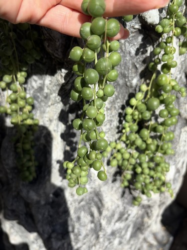 Senecio rowleyanus string - senecio, of