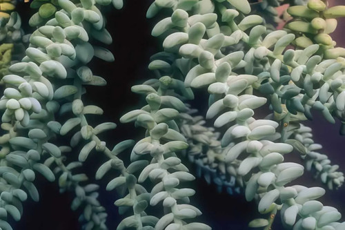 String pearls plant photo - pearls,