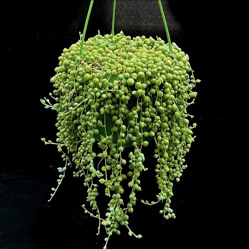Senecio rowleyanus string of - "string,