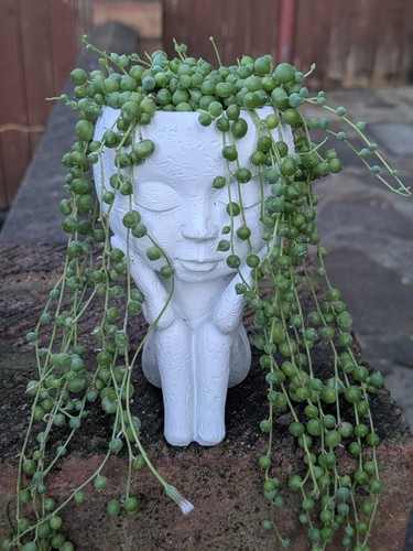 Live string pearls plant - string,