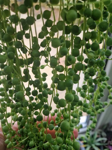 String pearls cuttings - 6,