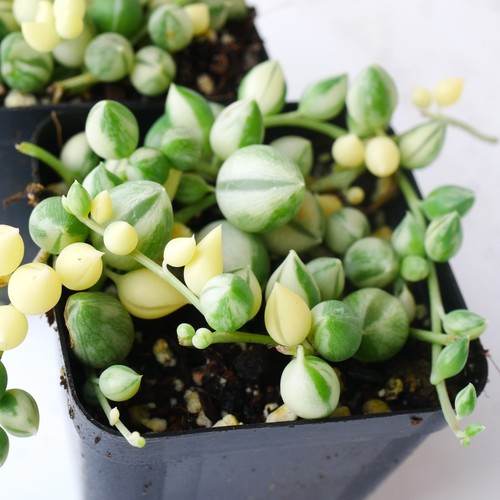 Variegated string pearls - variegated, of