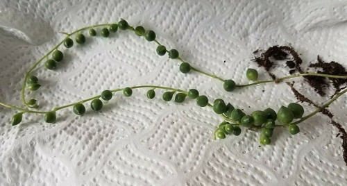 Senecio rowleyanus rooted - x2,