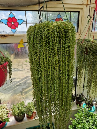 10cm string pearls - 5x,