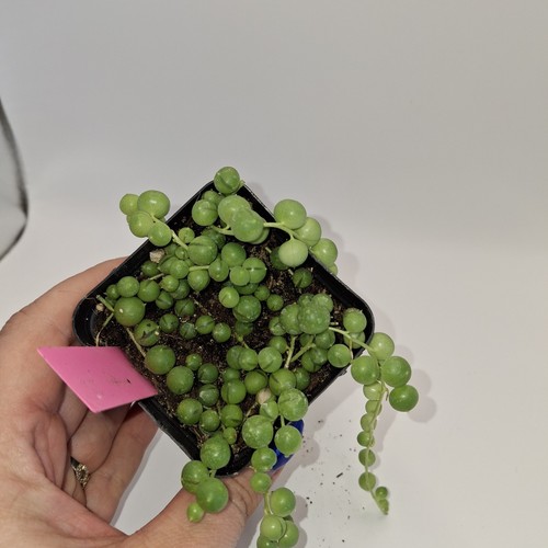 String pearls plant - pearls, senecio