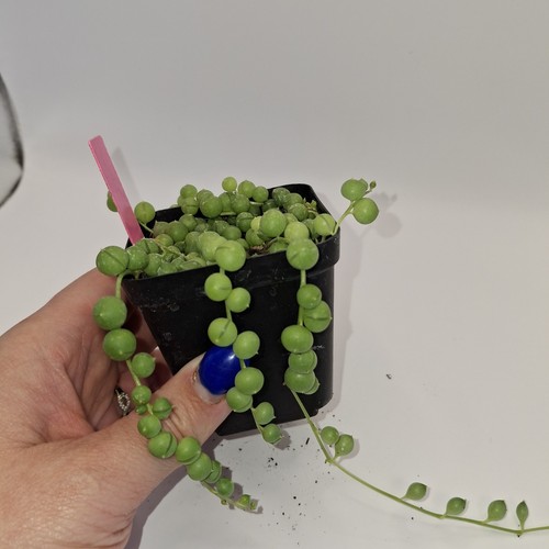 String pearls plant senecio - string,