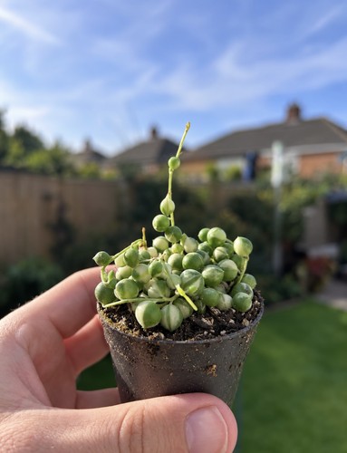Variegated string pearls - string, of