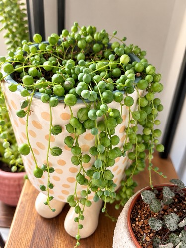 String pearls senecio - string,