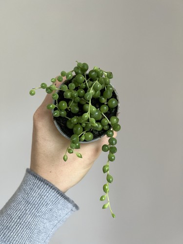 String pearls 6cm - string,