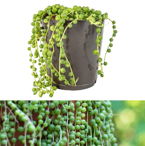 Senecio rowleyanus string - senecio, "string