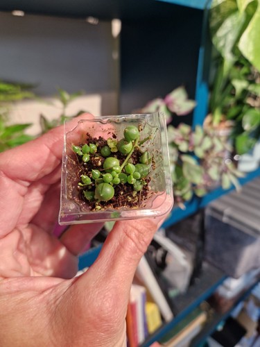 String pearls x plant - 1,